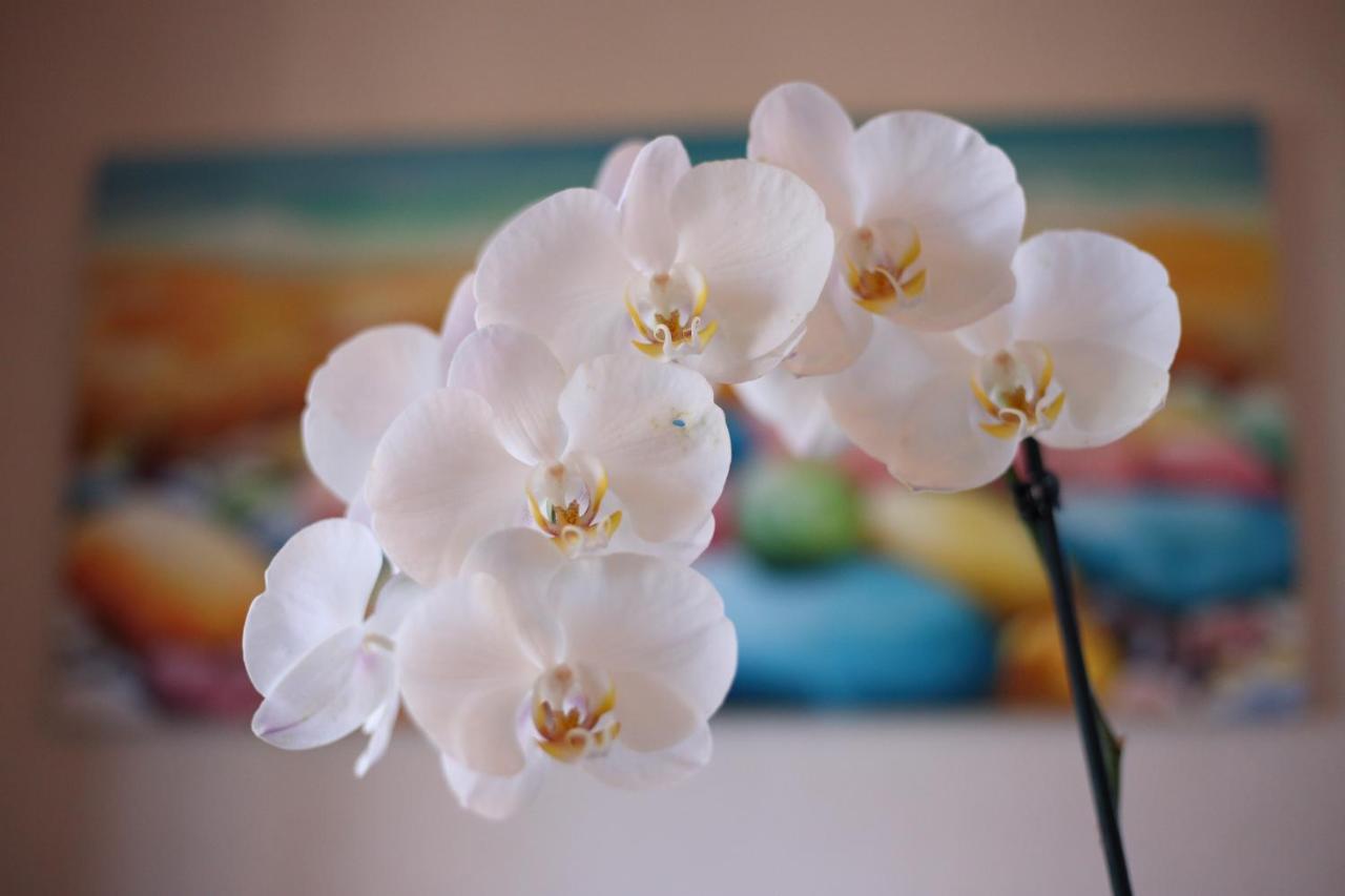 B&B Villa Orchidea Рикаді Екстер'єр фото