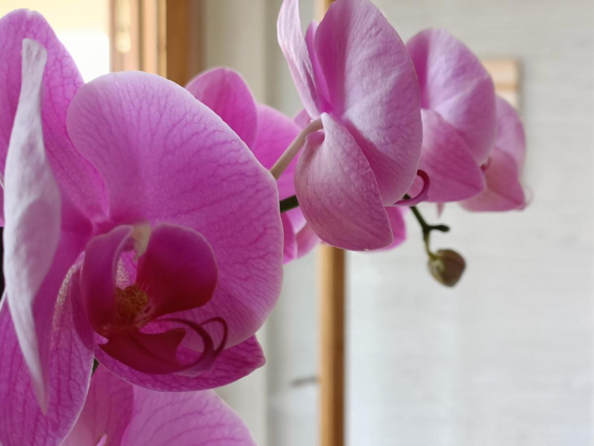 B&B Villa Orchidea Рикаді Екстер'єр фото